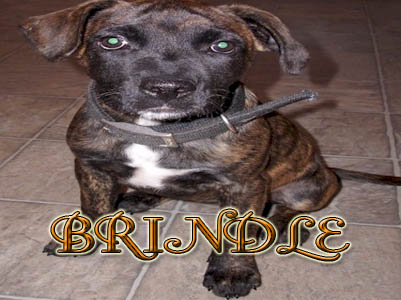 Brindle PitBull puppy pictures