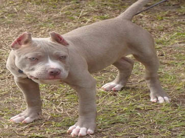 brown PitBull puppy pictures 14