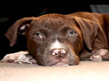 brown PitBull puppy pictures 3