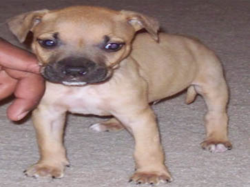 brown PitBull puppy pictures 4