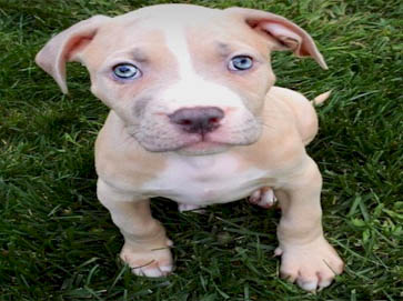 brown PitBull puppy pictures 6