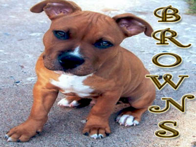 Brown PitBull puppy pictures