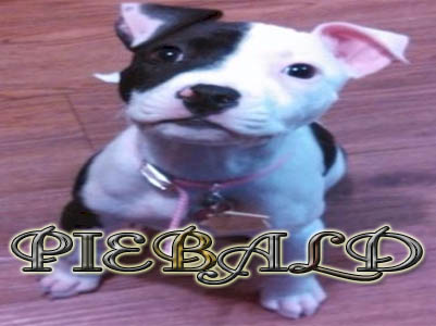 Piebald PitBull puppy pictures
