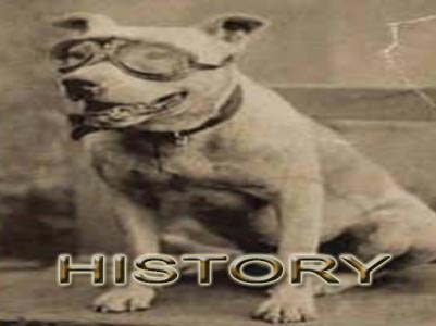 PitBull history
