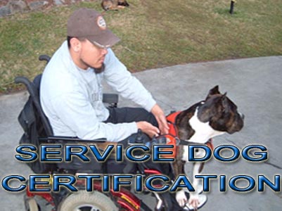 PitBull service Dog Certification