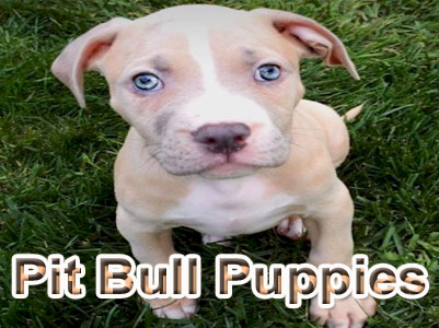 PitBull puppy pictures
