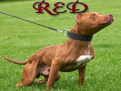 Red PitBull pictures