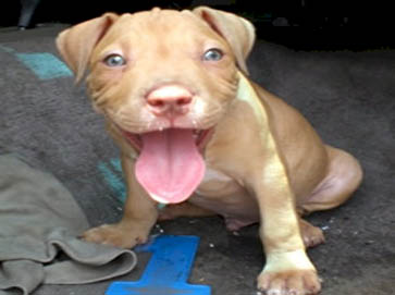 red PitBull puppy pictures 1