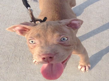 red PitBull puppy pictures 10