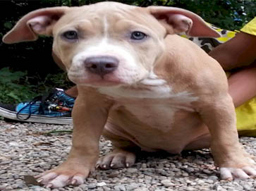red PitBull puppy pictures 11