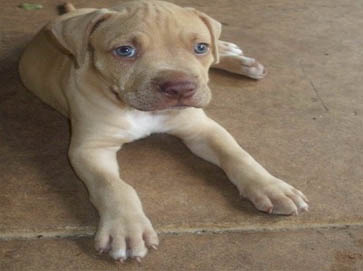 red PitBull puppy pictures 12