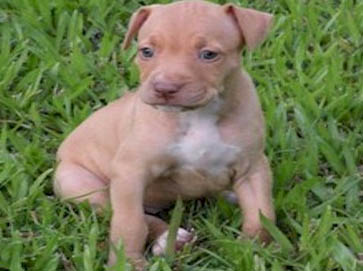 red PitBull puppy pictures 16