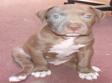 red PitBull puppy pictures 2