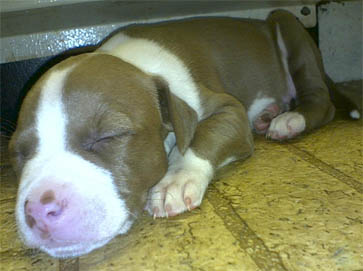red PitBull puppy pictures 3