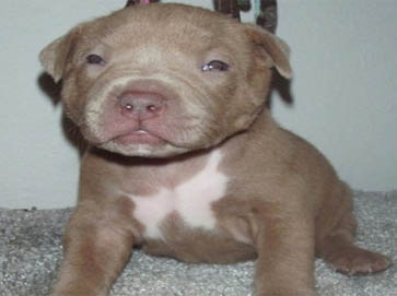 red PitBull puppy pictures 4