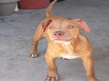 red PitBull puppy pictures 6