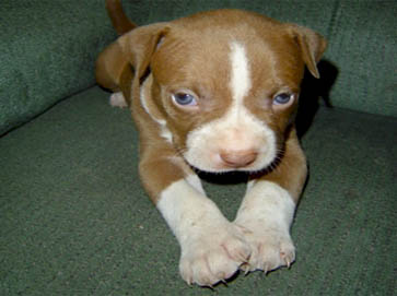 red PitBull puppy pictures 7