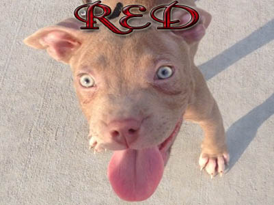 Red PitBull puppy pictures