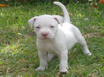 white PitBull puppy pictures 1