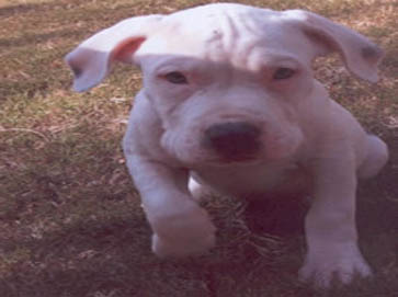 white PitBull puppy pictures 10