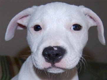 white PitBull puppy pictures 11