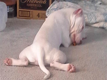 white PitBull puppy pictures 12