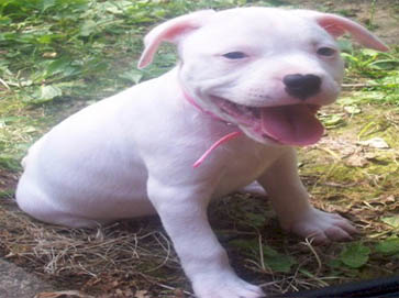 white PitBull puppy pictures 13