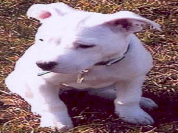 white PitBull puppy pictures 14