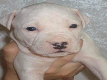 white PitBull puppy pictures 15