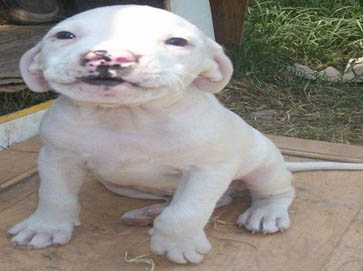 white PitBull puppy pictures 16