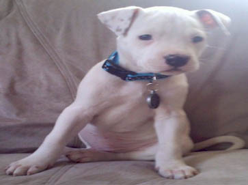 white PitBull puppy pictures 17