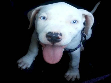 white PitBull puppy pictures 18