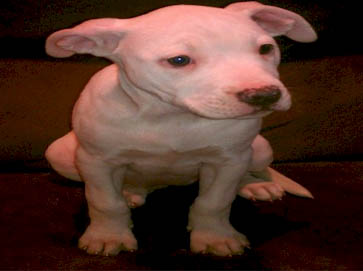 white PitBull puppy pictures 2