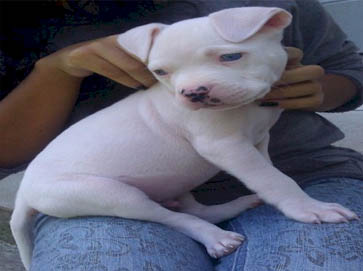 white PitBull puppy pictures 4