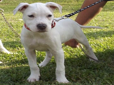 white PitBull puppy pictures 5