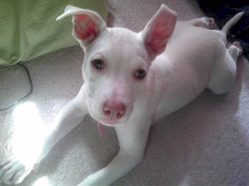 white PitBull puppy pictures 6