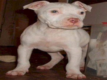 white PitBull puppy pictures 7