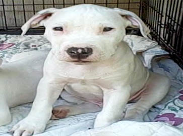 white PitBull puppy pictures 8