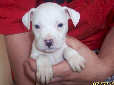 white PitBull puppy pictures 9