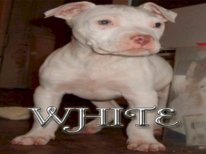 White PitBull puppy pictures